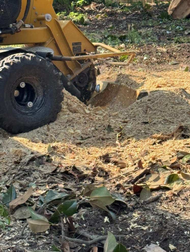 Lion Tree Service and Landscaping LLC project photo 14